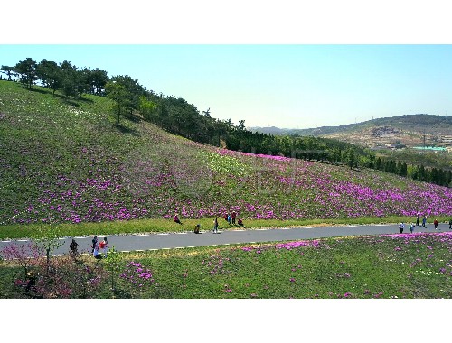 金年会金字招牌诚信至上：兴县积极开展城市绿化植树行动